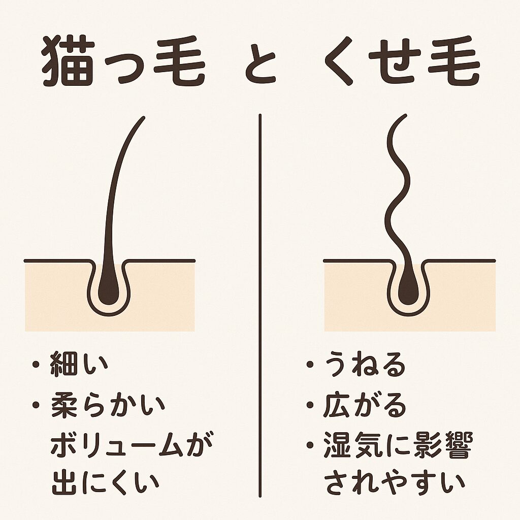猫っ毛とくせ毛の違いを比較した図。猫っ毛は細い柔らかい髪、くせ毛はうねる髪として描いたイラスト