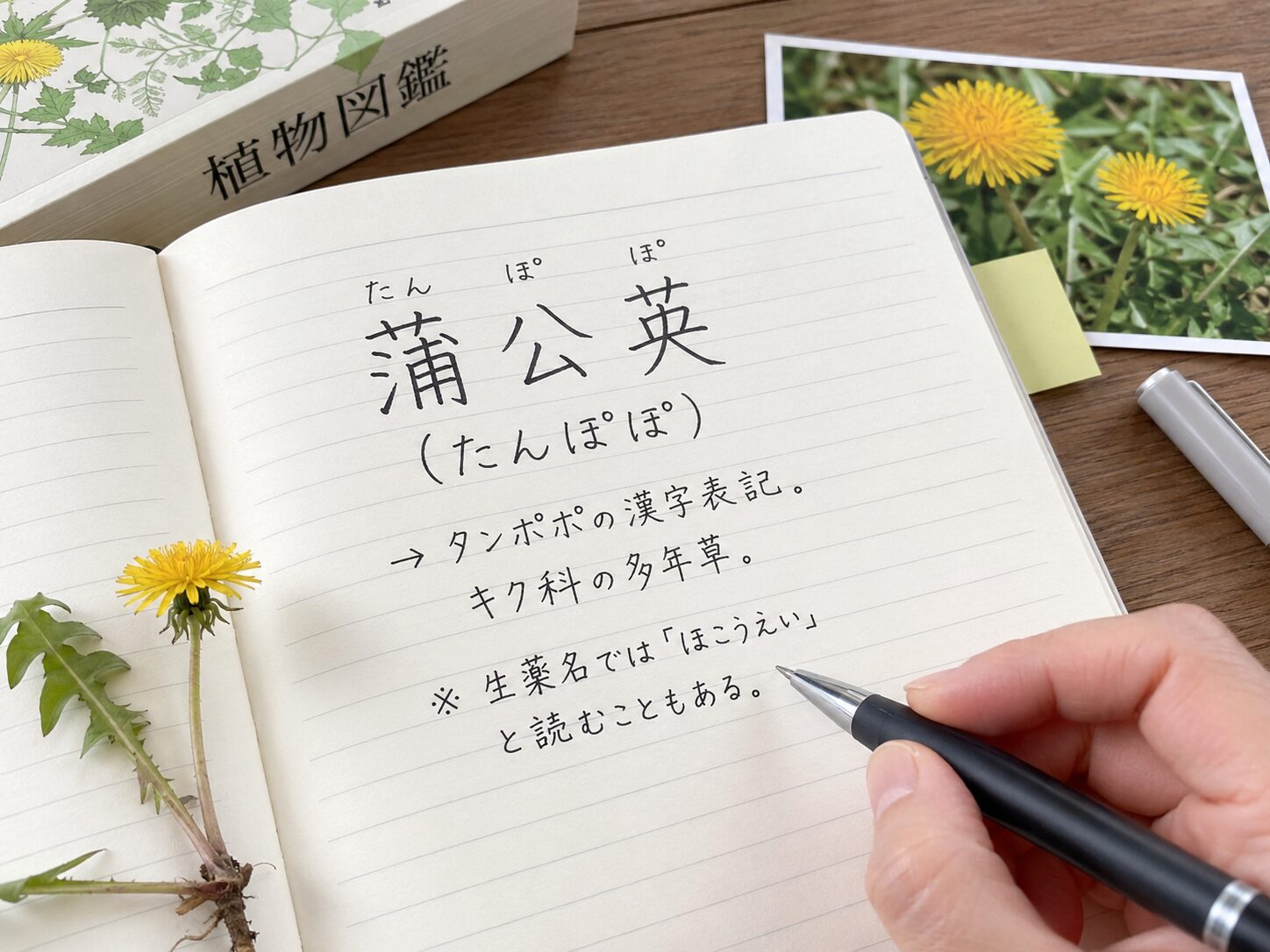 ノートにたんぽぽの漢字「蒲公英」と読み方を書いて確認しているイメージ