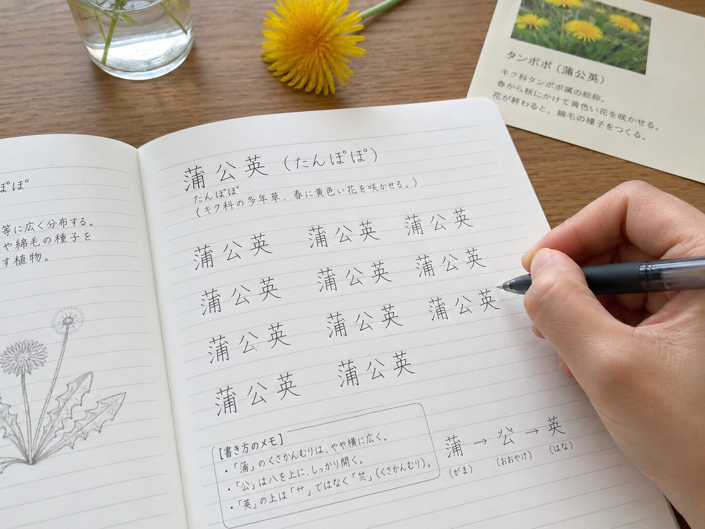 たんぽぽの漢字「蒲公英」の書き方をノートに練習しているイメージ