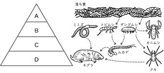 ムカデの食物連鎖図
