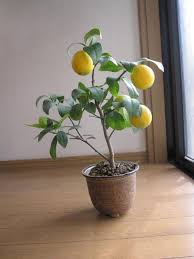 リビングに置かれたレモンの木の鉢植え