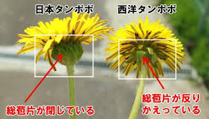 在来種と外来種の比較写真(総苞片の違いがわかる図解)