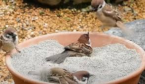 庭に集まるスズメの様子の画像