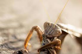 カマキリが餌を食べている様子の写真